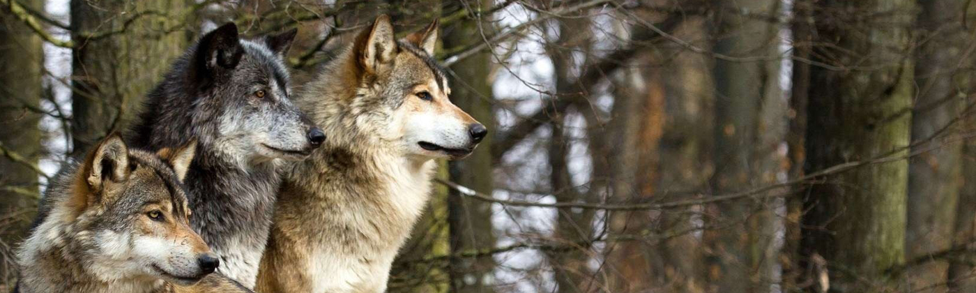 Leia mais sobre o artigo Como os lobos contribuem para regeneração dos reinos animal, vegetal e mineral